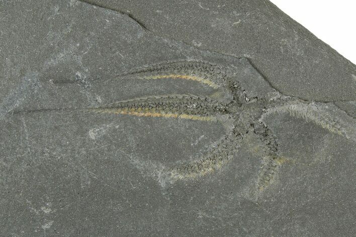 Ordovician Brittle Star (Ophiura) - Morocco #365280